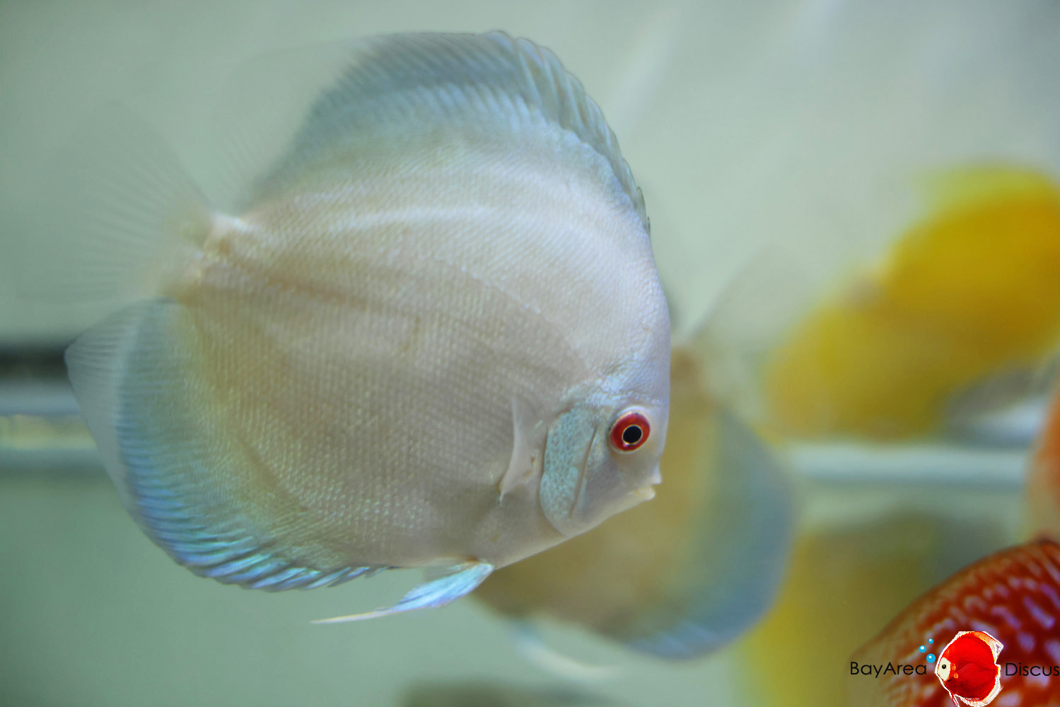 Discus for sale blue-diamond3