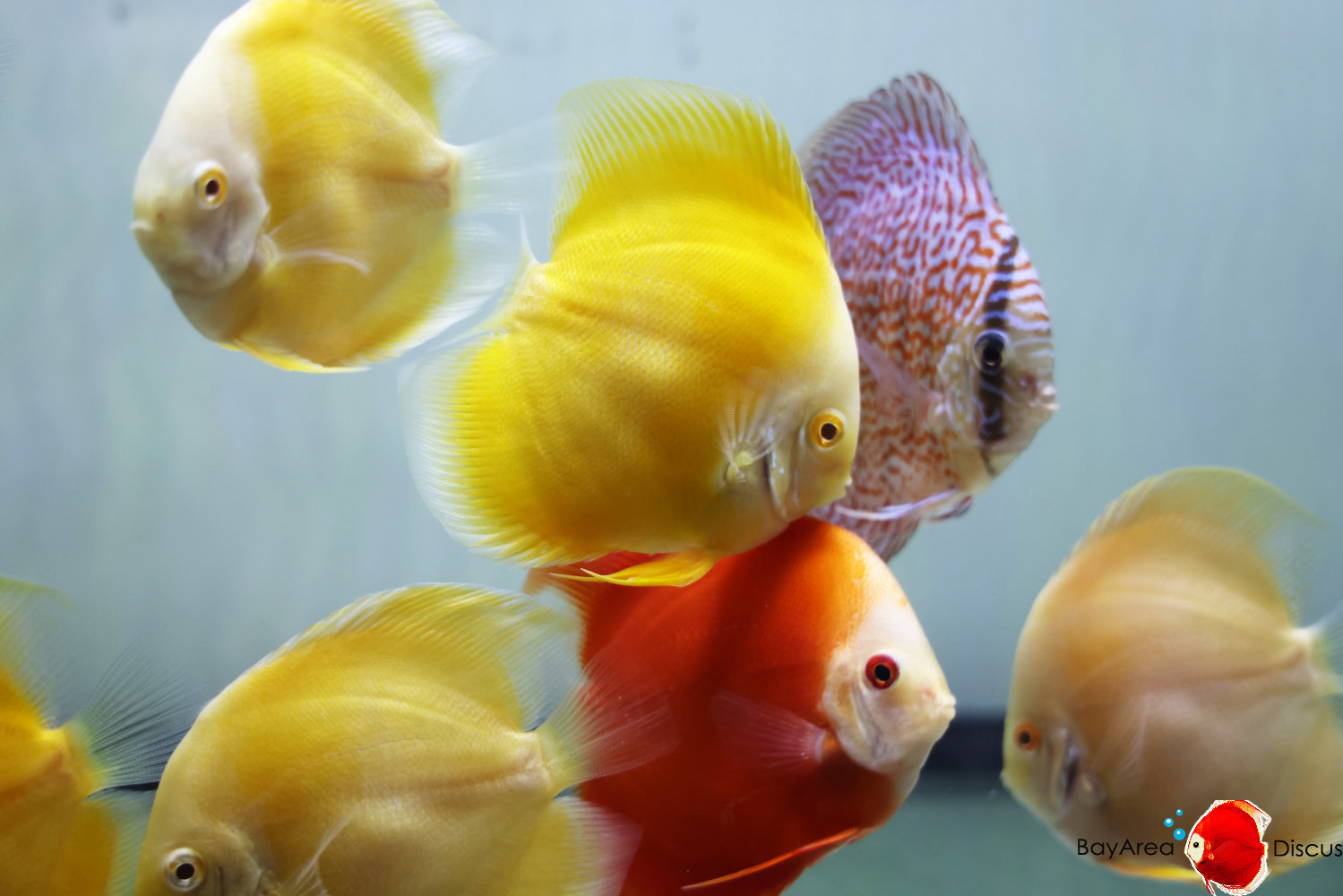 Discus for sale group1
