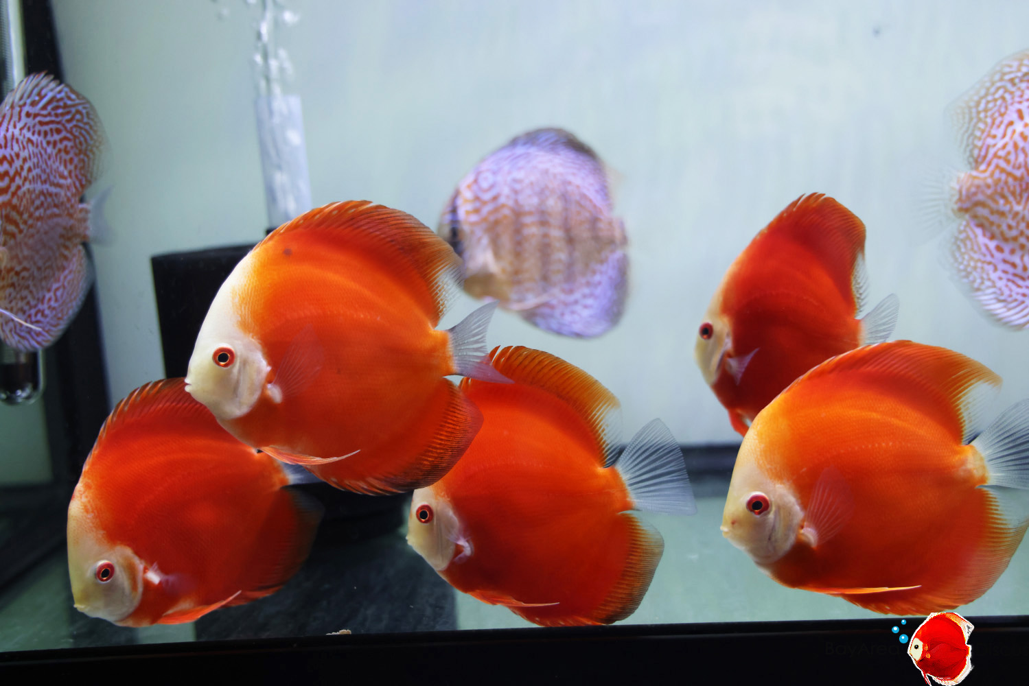 Discus for sale group2