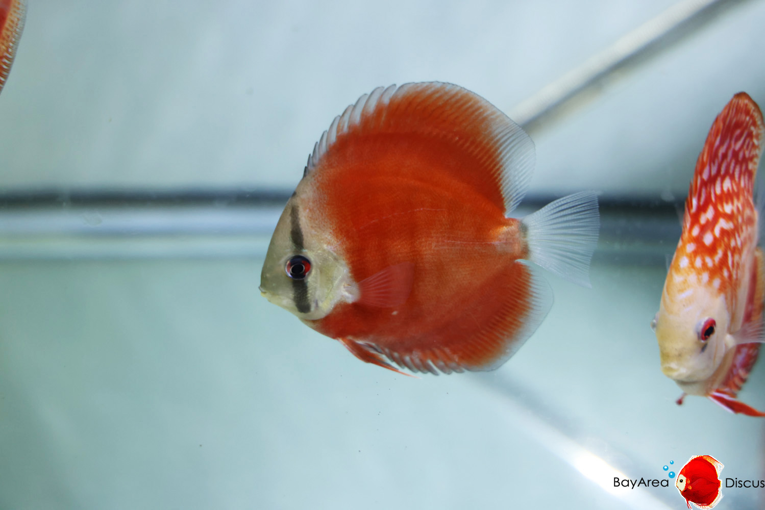 Discus for sale red-cover1
