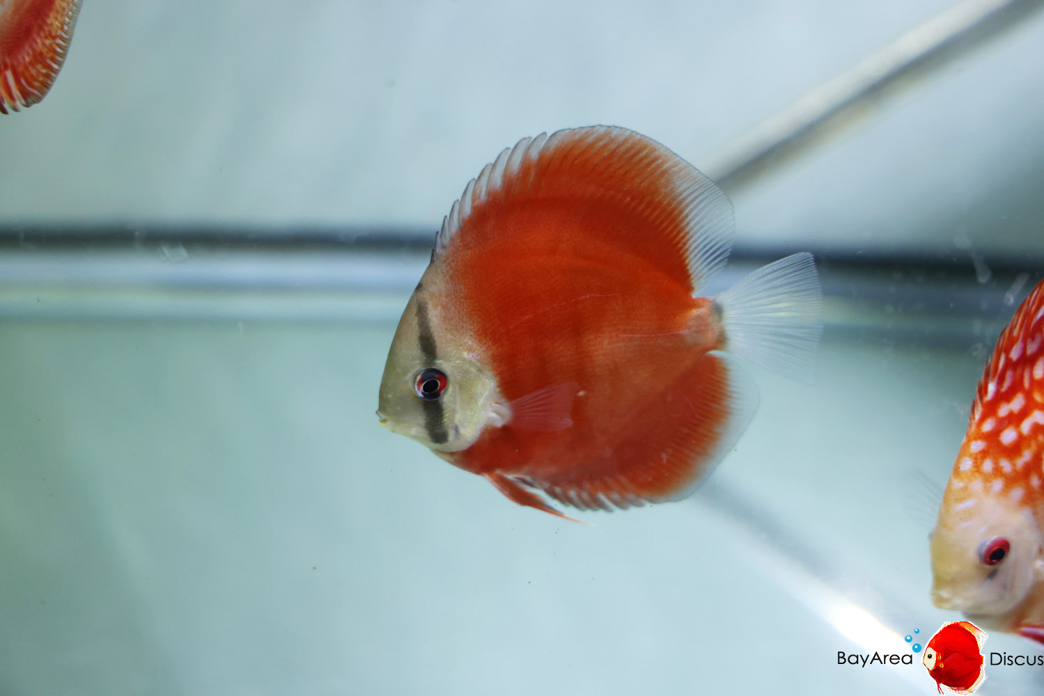 Discus for sale red-cover2