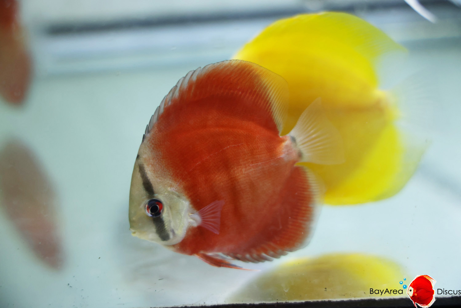 Discus for sale red-cover3