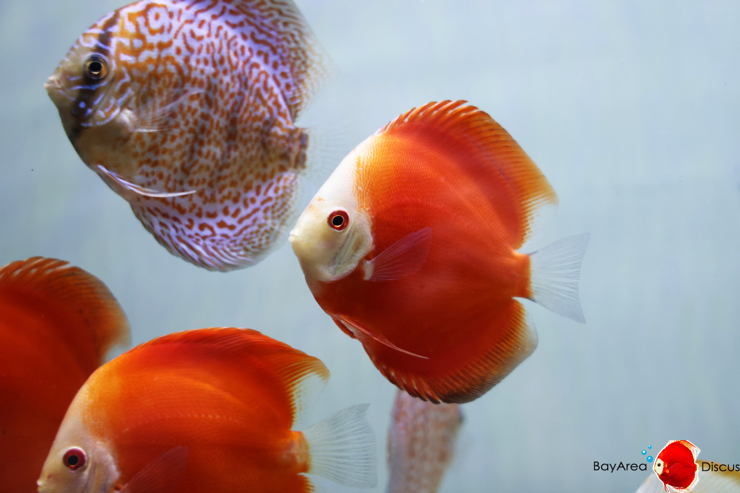 Discus for sale red-passion1