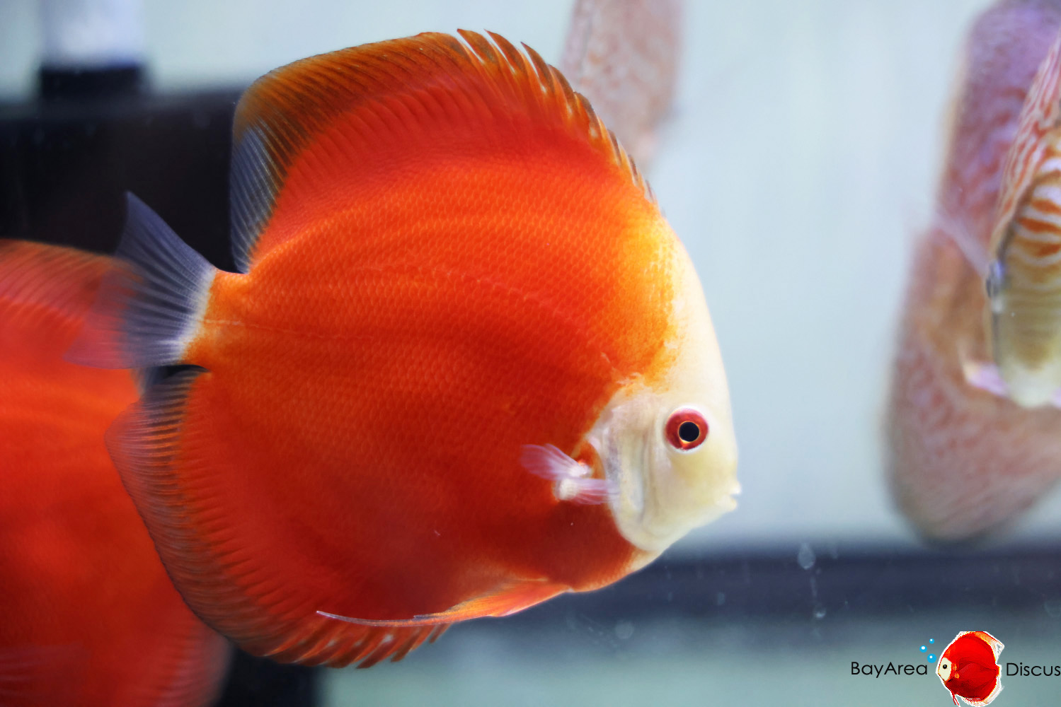 Discus for sale red-passion10