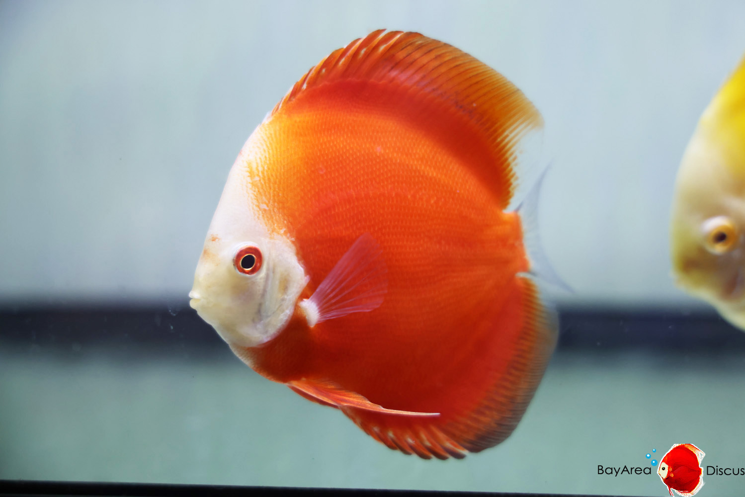 Discus for sale red-passion11