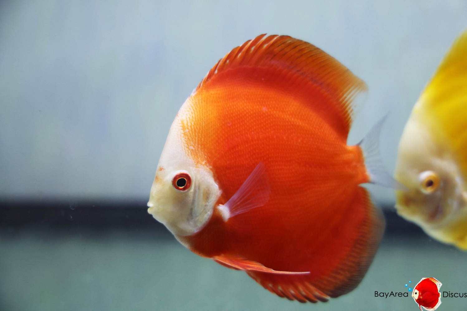 Discus for sale red-passion12