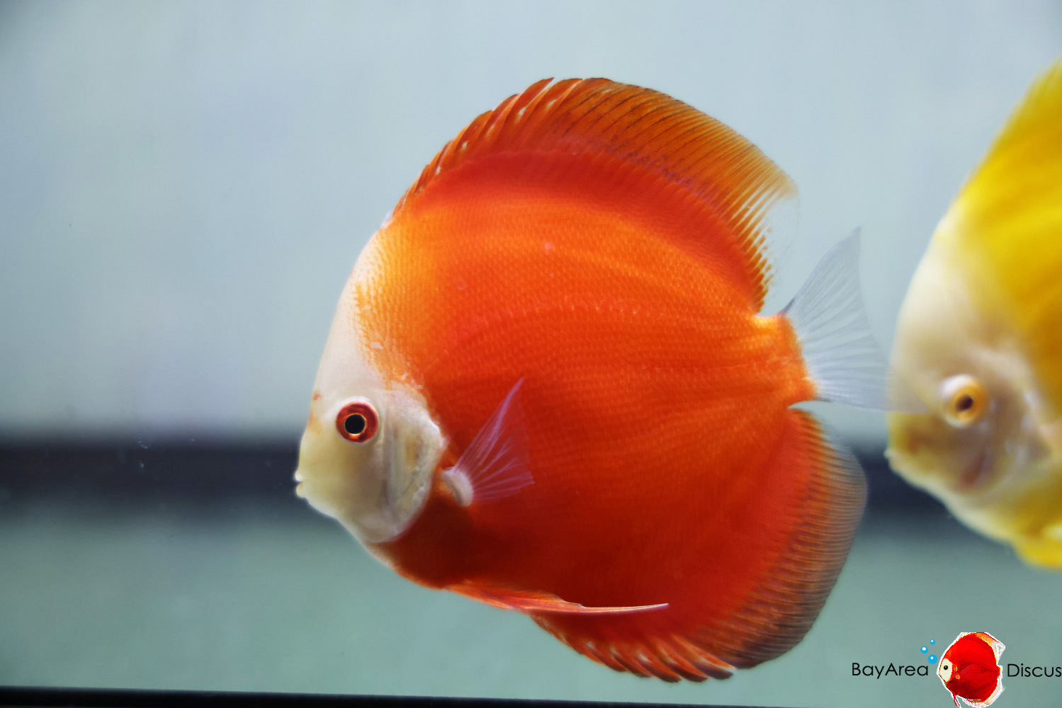Discus for sale red-passion13
