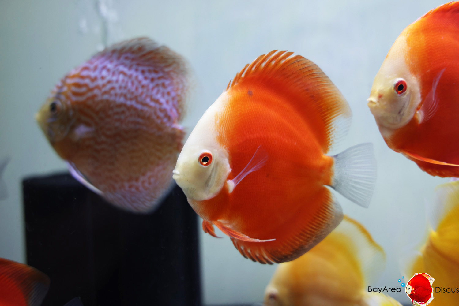 Discus for sale red-passion2
