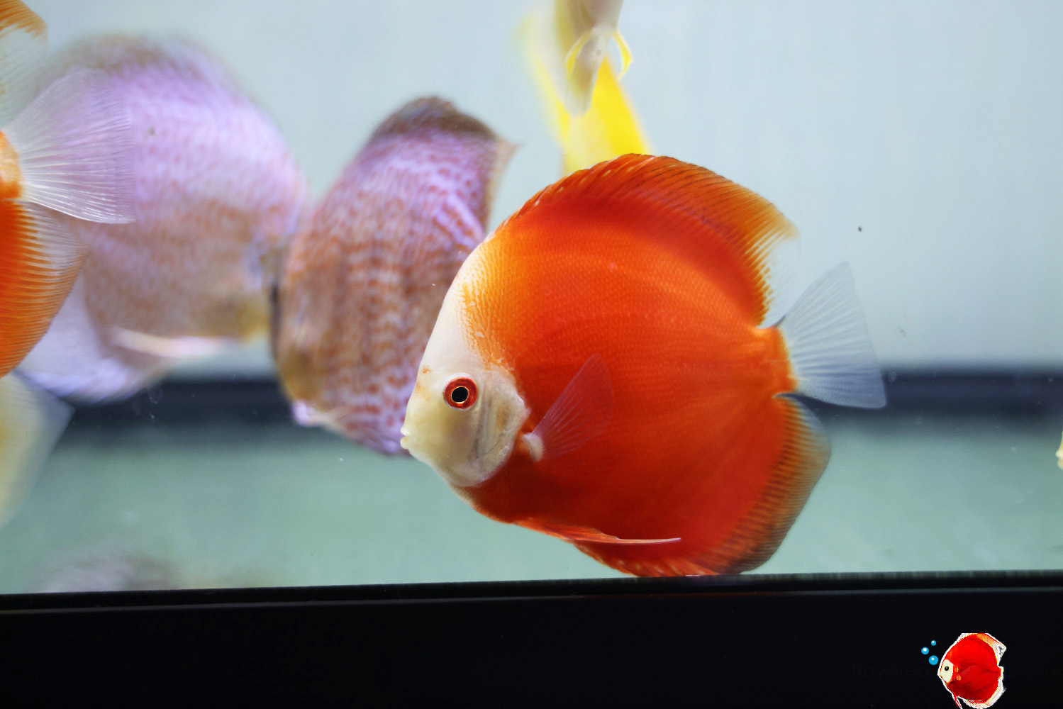 Discus for sale red-passion3