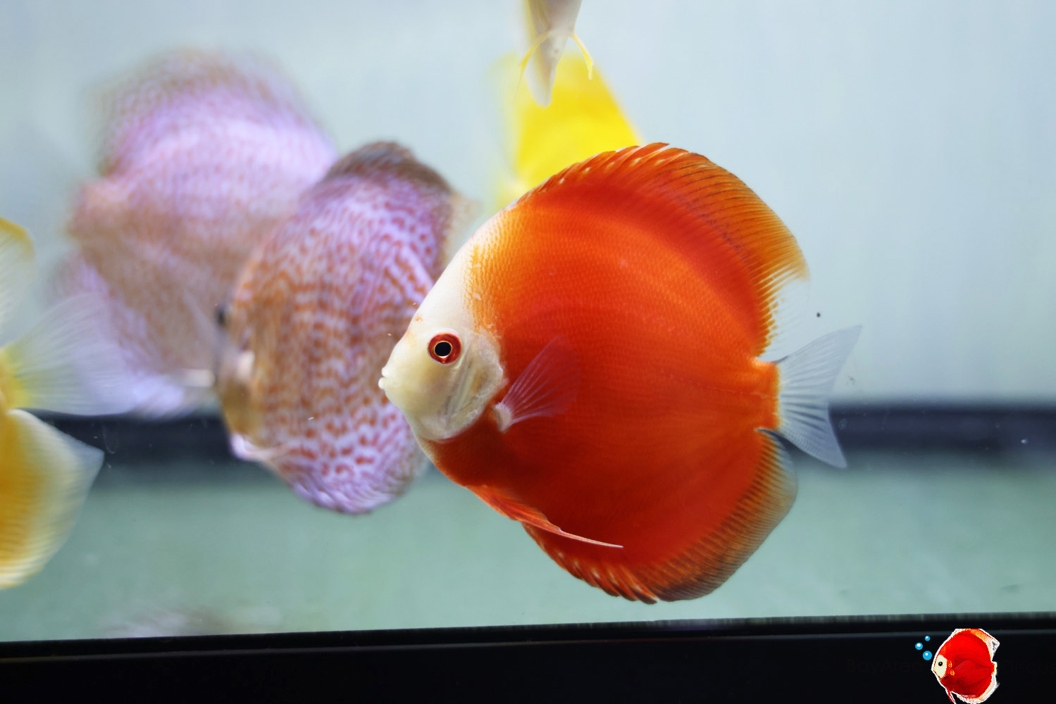 Discus for sale red-passion4