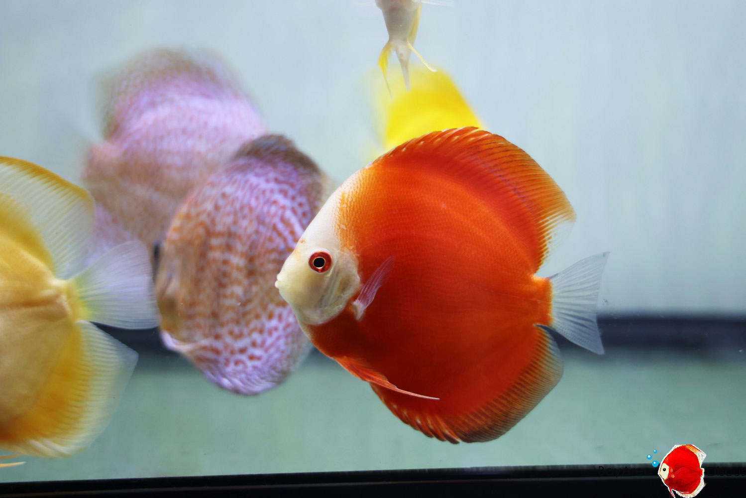 Discus for sale red-passion5