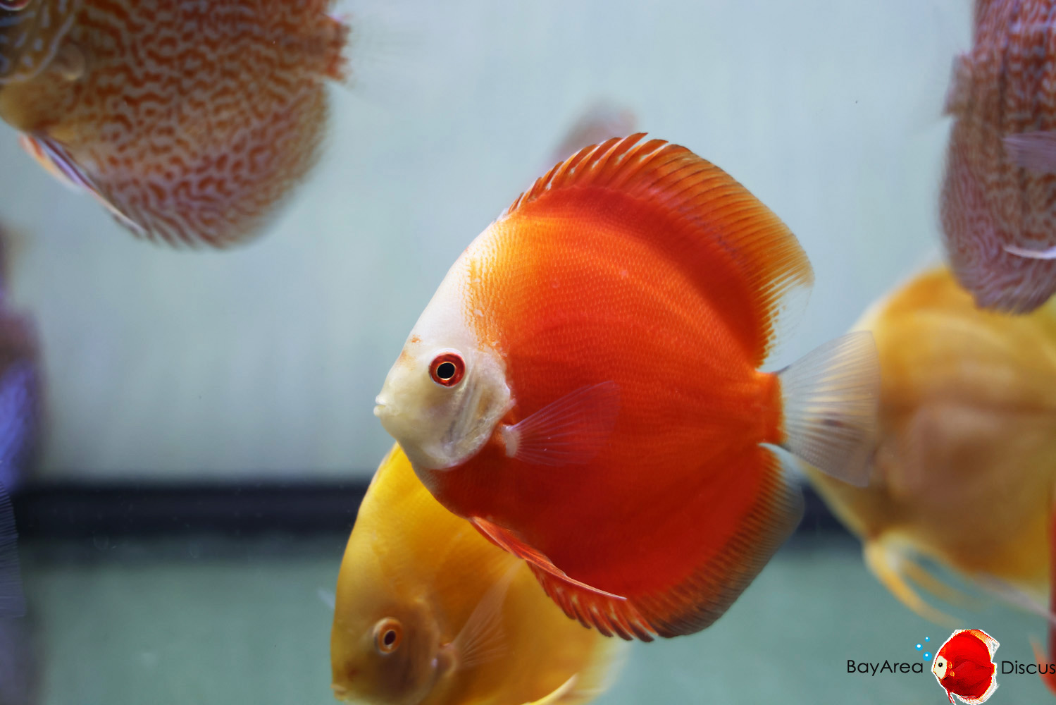 Discus for sale red-passion6