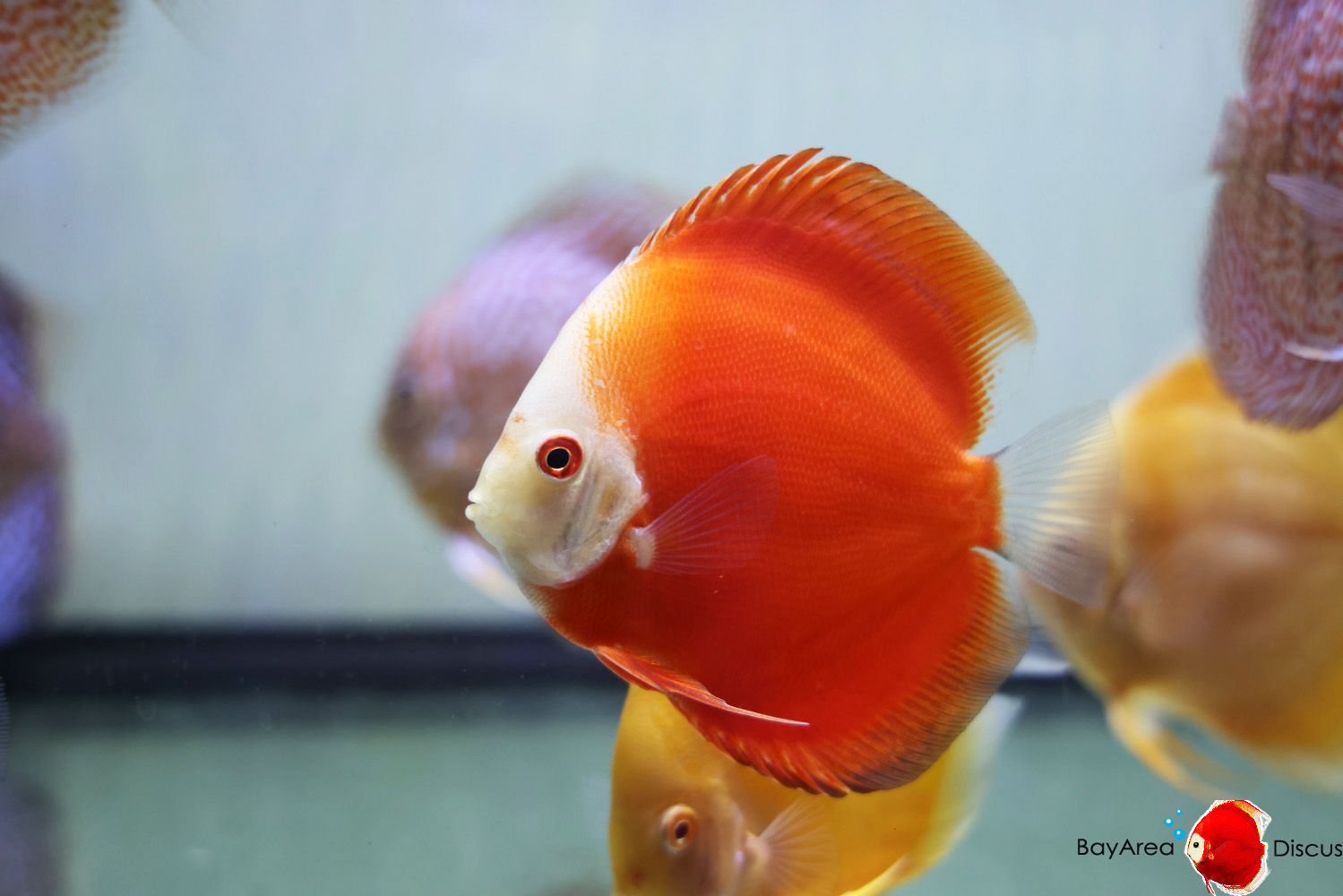 Discus for sale red-passion7