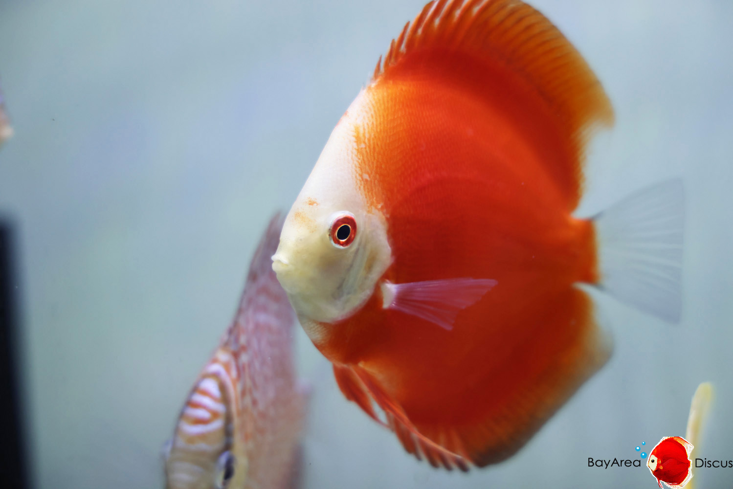 Discus for sale red-passion8