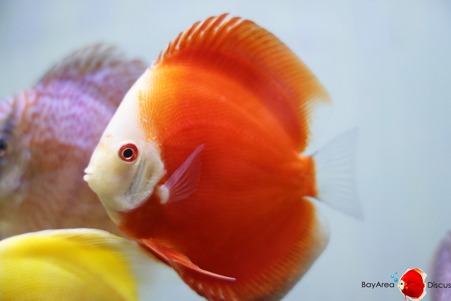 Discus for sale red-passion9