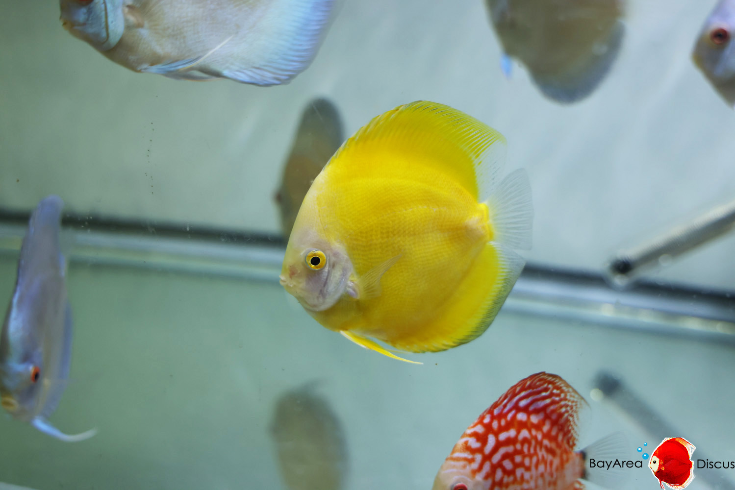 Discus for sale yellow-golden1