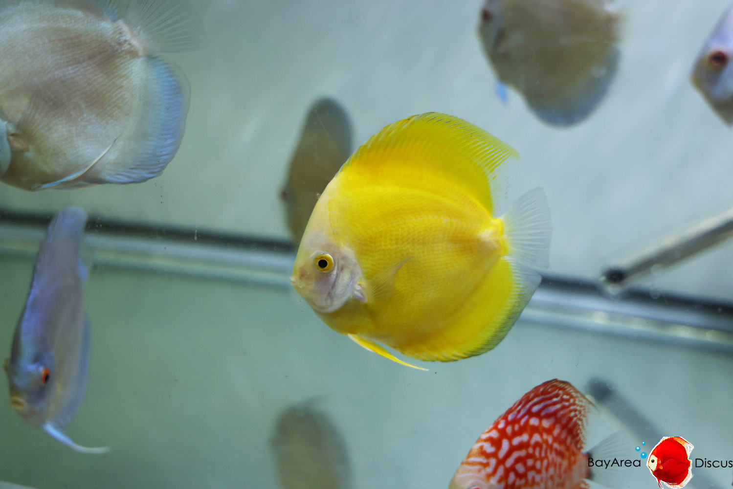 Discus for sale yellow-golden2
