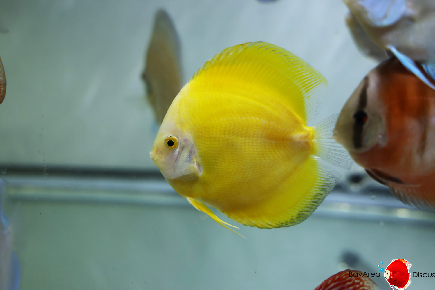 Discus for sale yellow-golden3