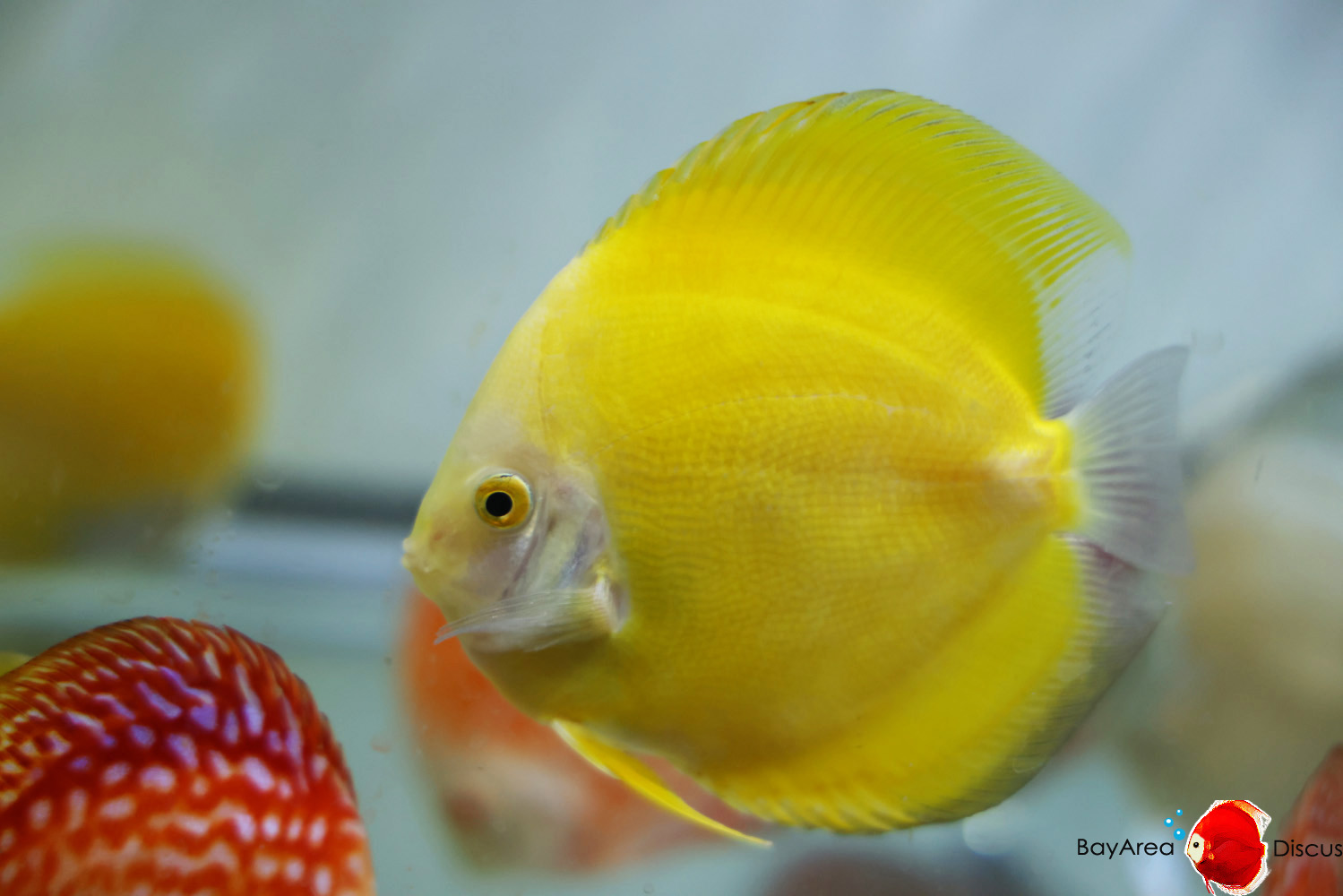 Discus for sale yellow-golden4