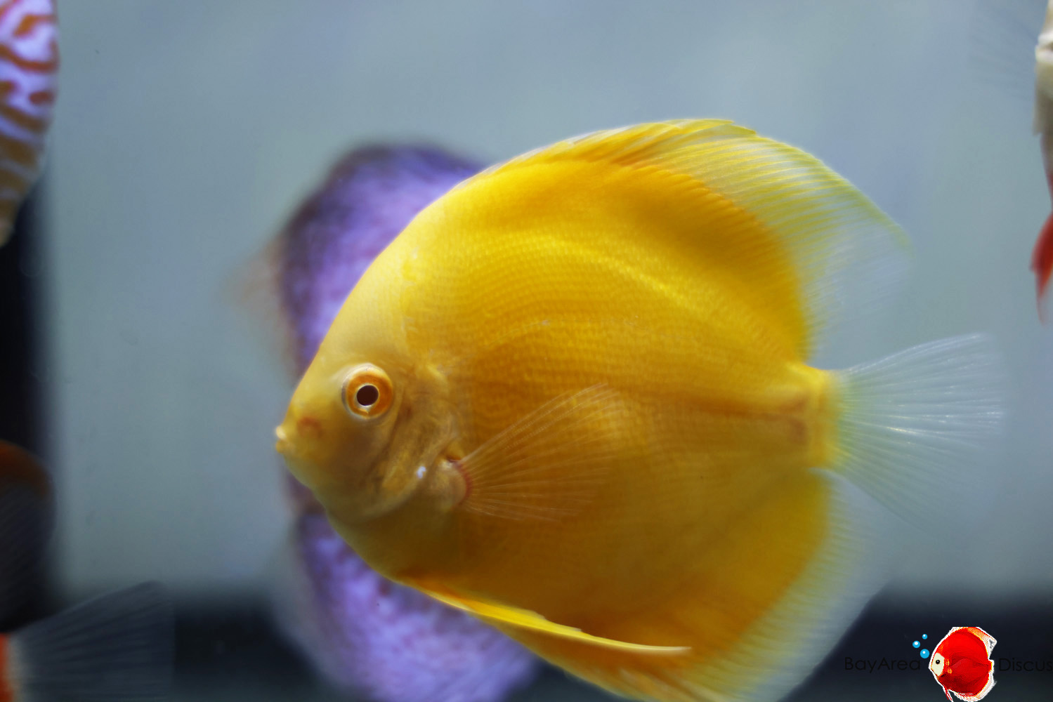 Discus for sale yellow-golden5