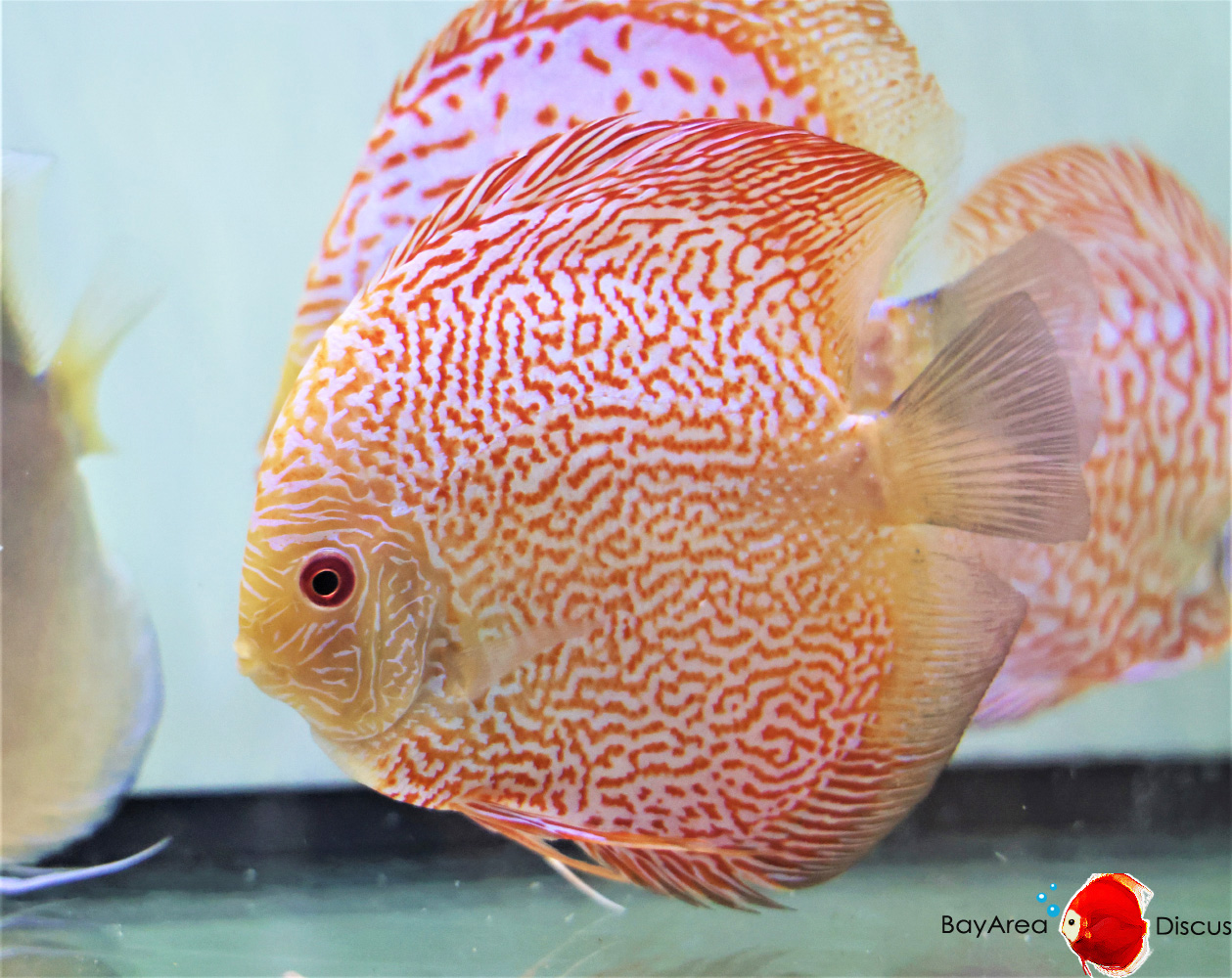 Discus for sale redmap-snakeskin-discus-fish1