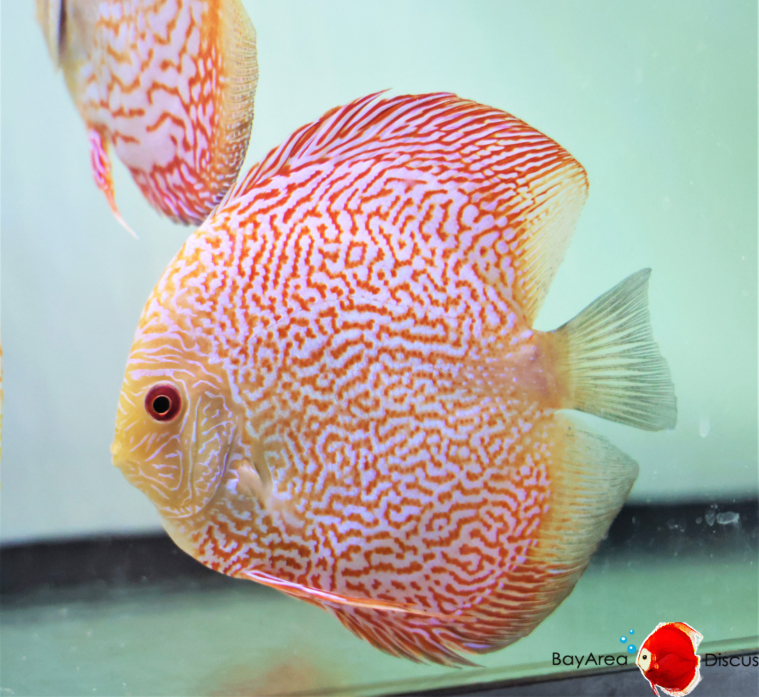 Discus for sale redmap-snakeskin-discus-fish2