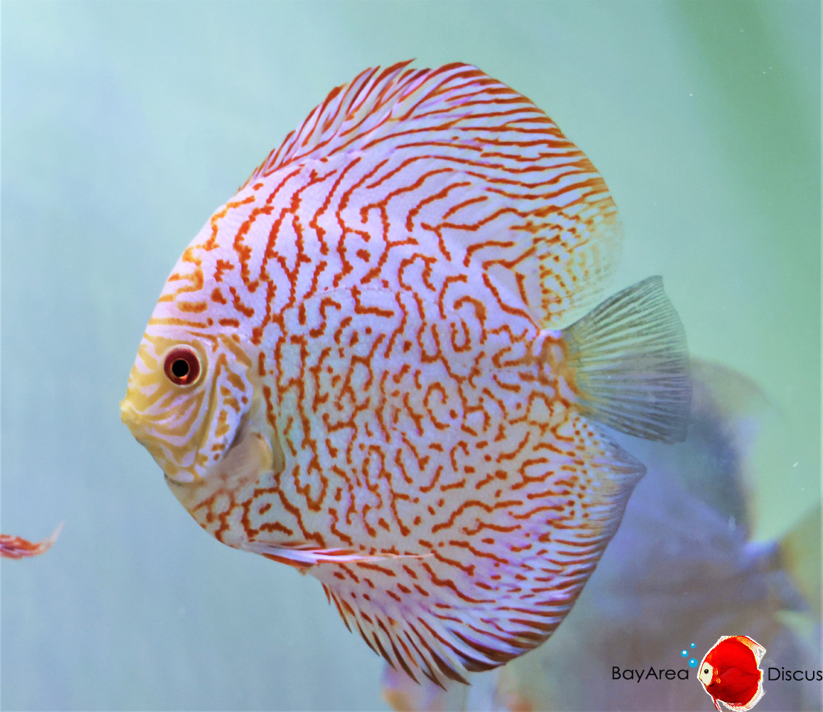 Discus for sale redmap-tiger-discus-fish1