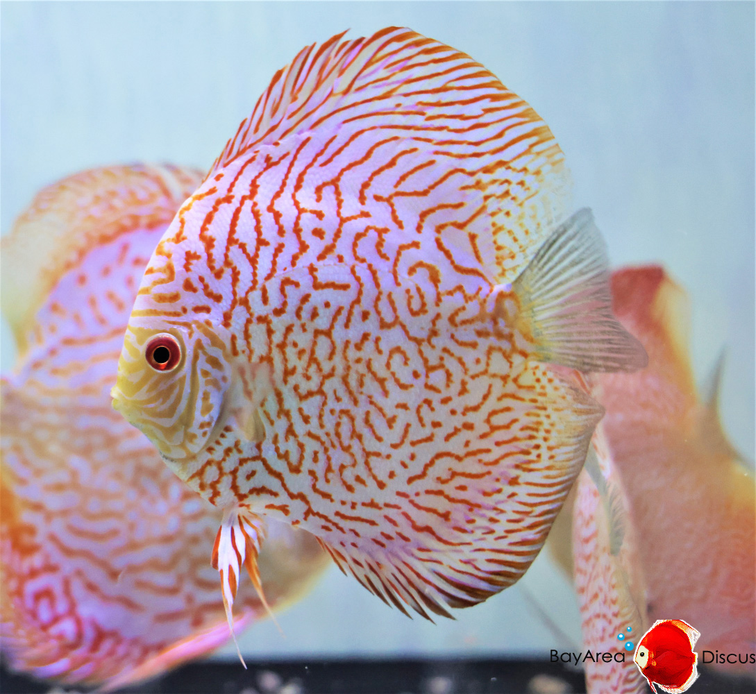Discus for sale redmap-tiger-discus-fish2
