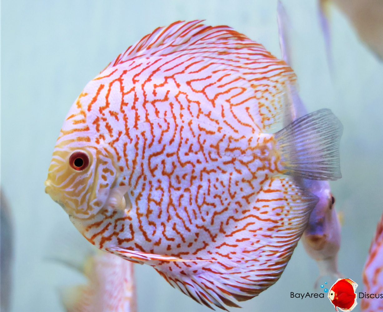 Discus for sale redmap-tiger-discus-fish3