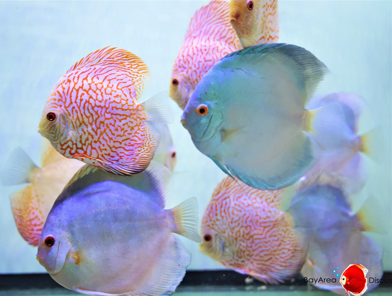 Discus for sale super-angels-blue-diamond-red-tiger-discus-fish1