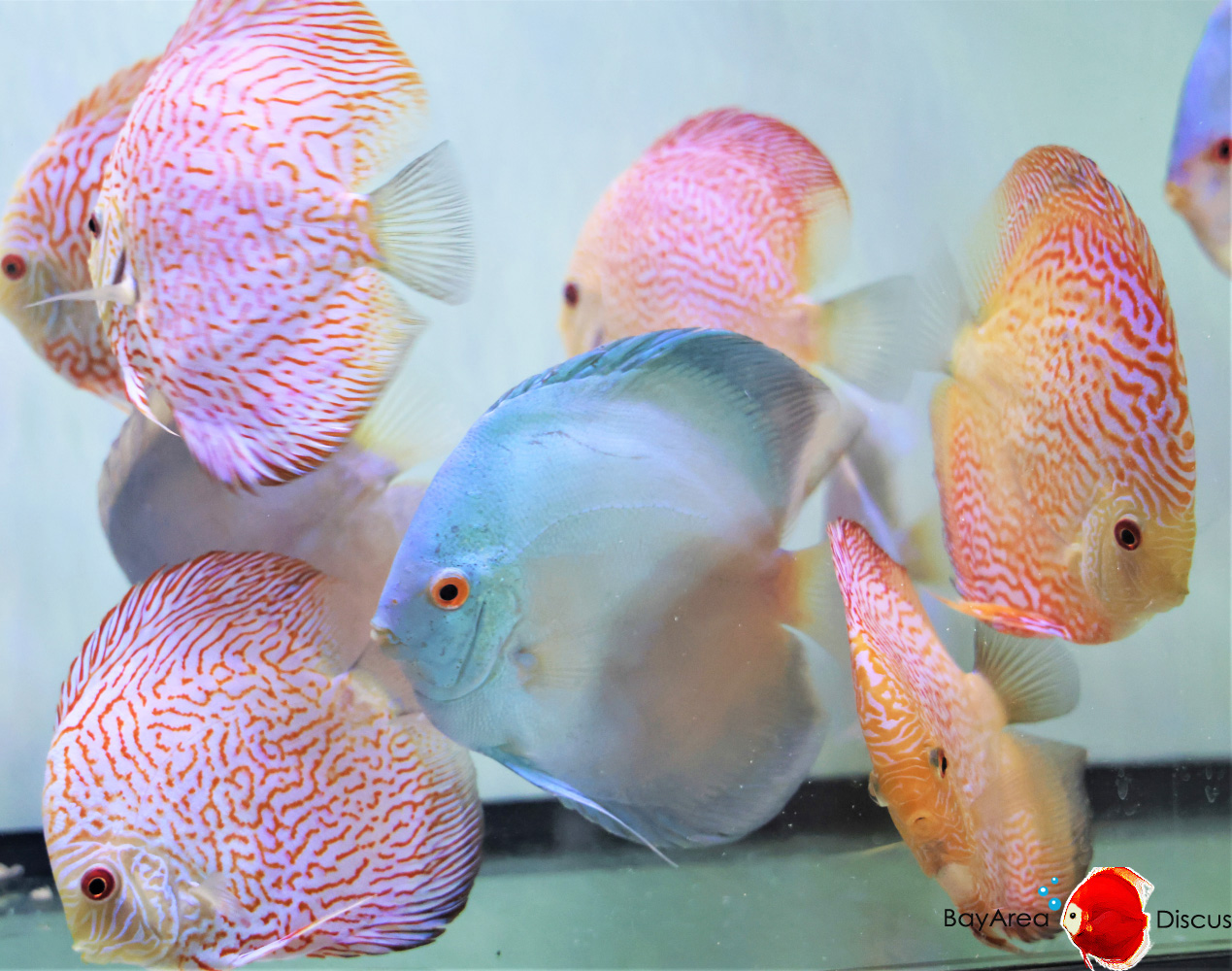 Discus for sale super-angels-blue-diamond-red-tiger-discus-fish2
