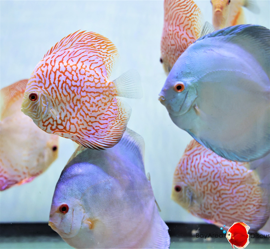 Discus for sale super-angels-blue-diamond-red-tiger-discus-fish3