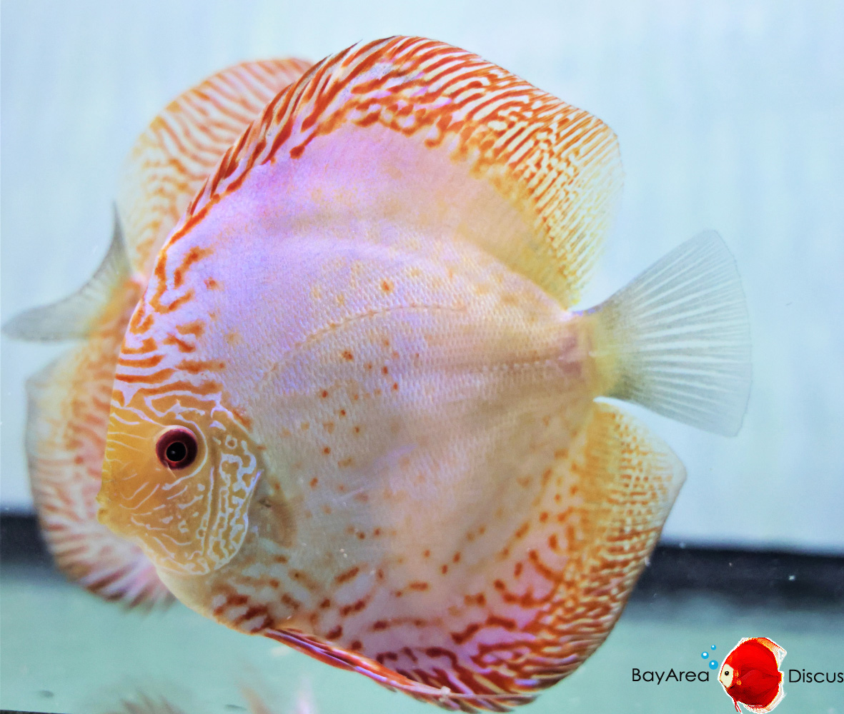 Discus for sale white-butterfly-discus-fish1