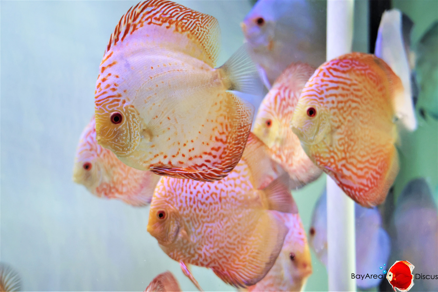 Discus for sale white-butterfly-red-tiger-discus-fish1