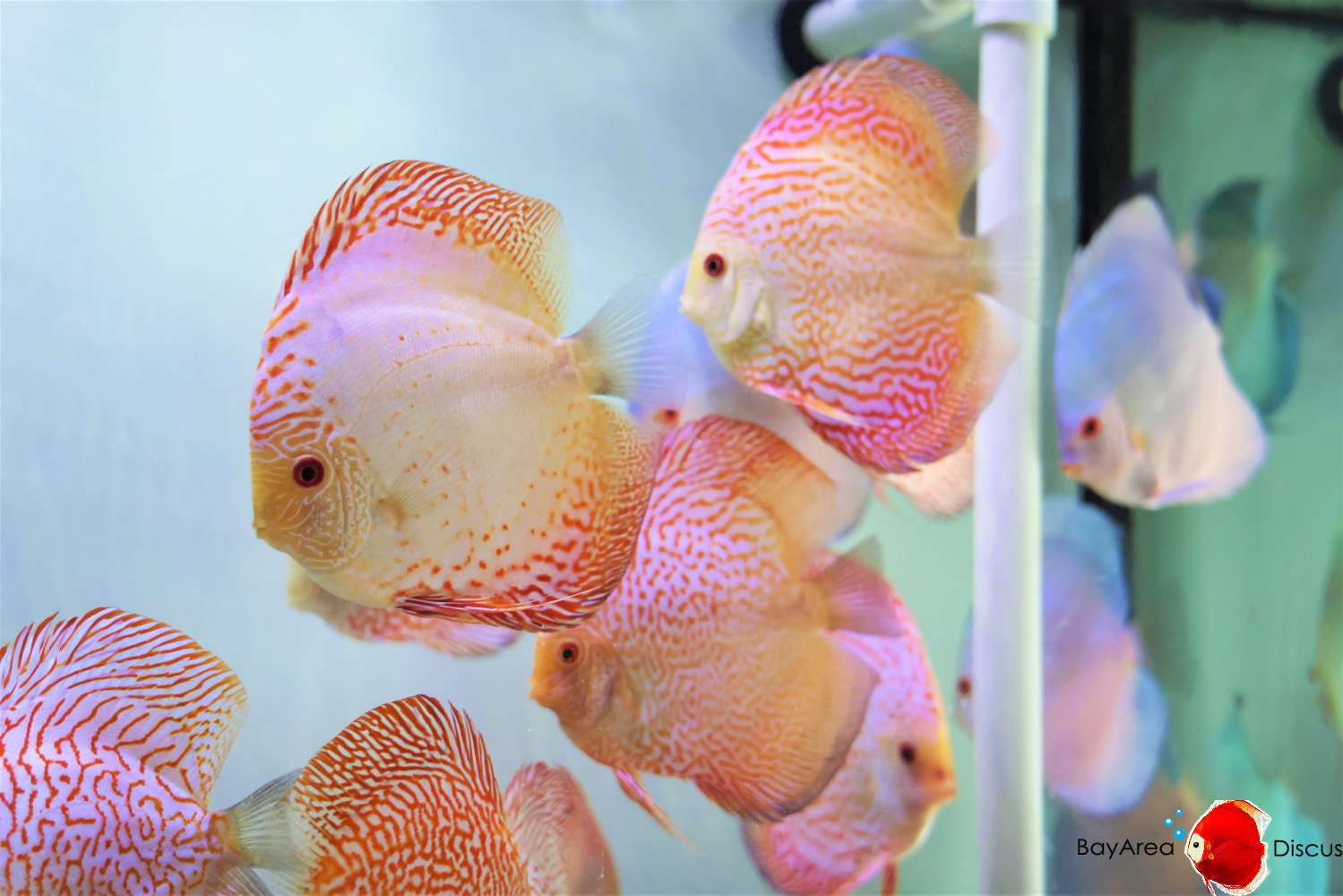 Discus for sale white-butterfly-red-tiger-discus-fish2