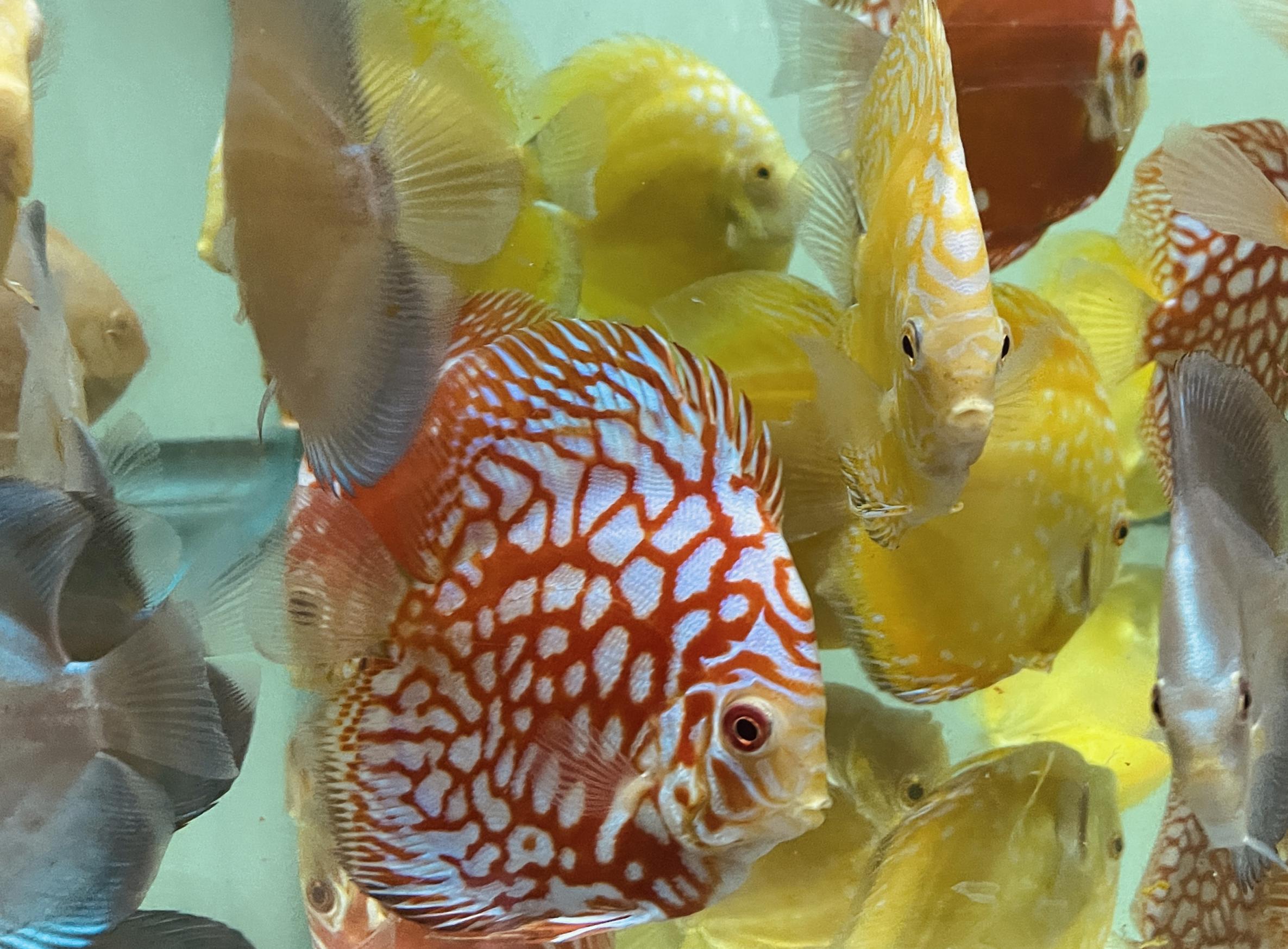 Discus for sale super-checkerboard--discus-fish7