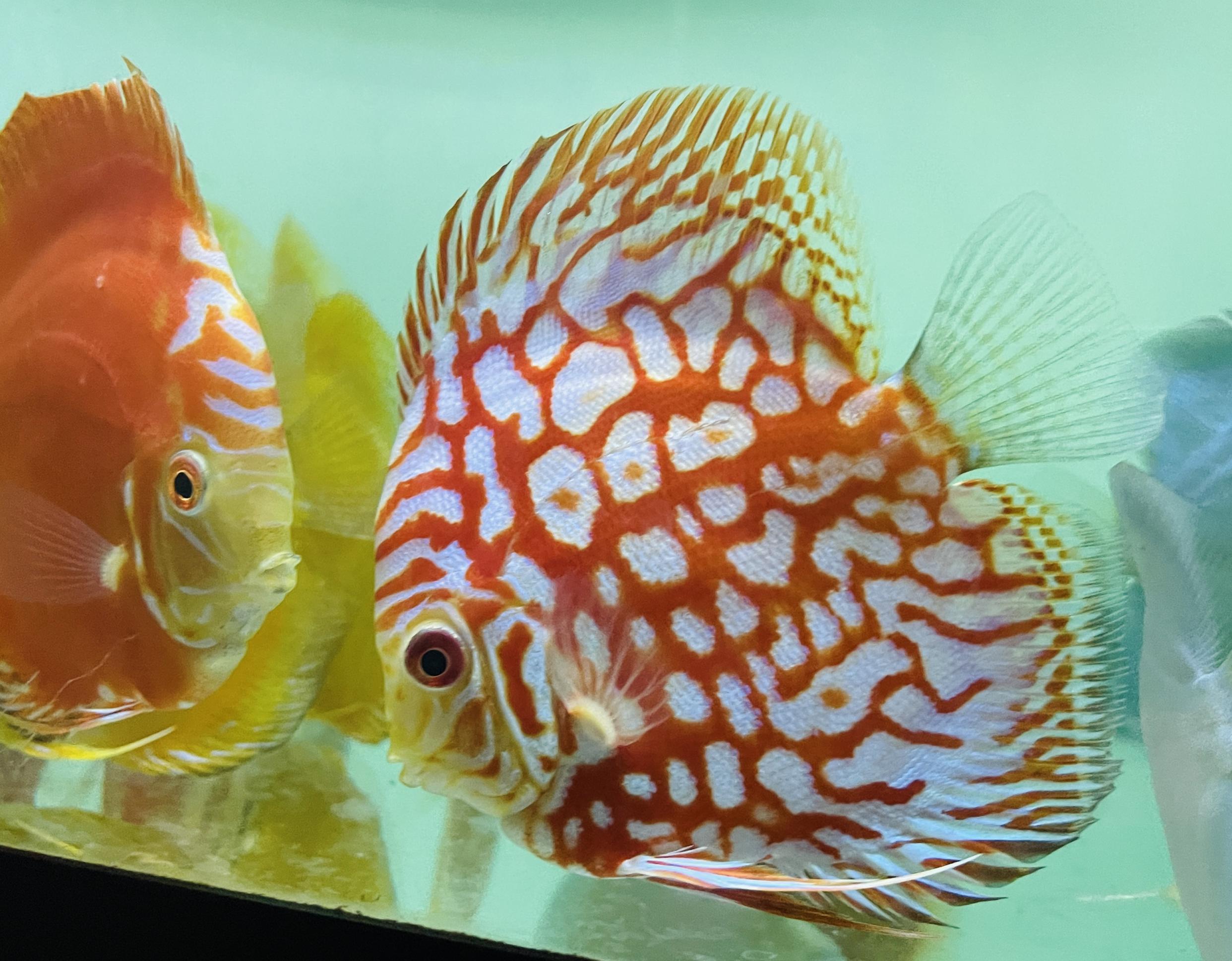 Discus for sale super-checkerboard--discus-fish8