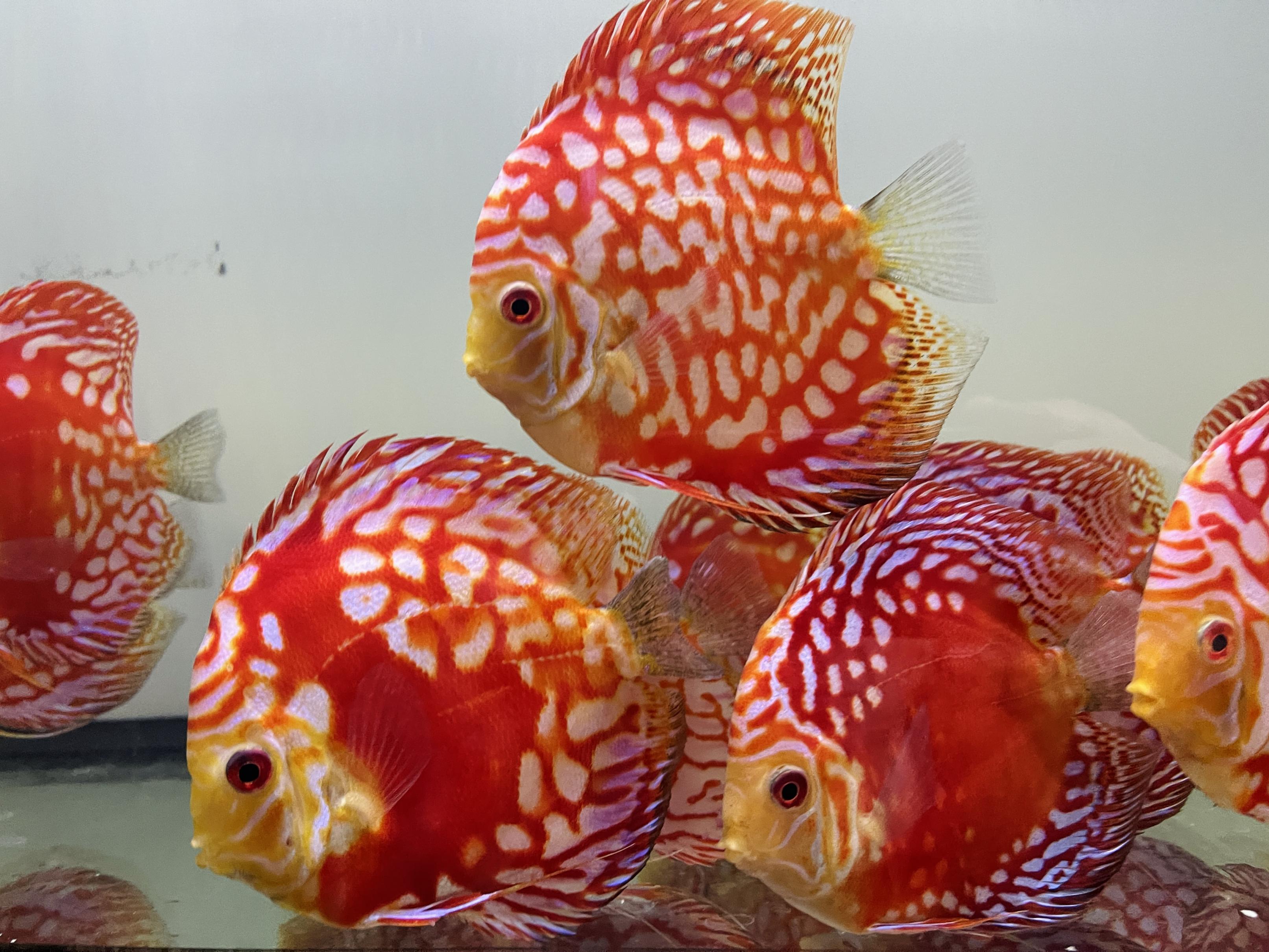 Discus for sale super-checkerboard-and-red-panda--discus-fish0