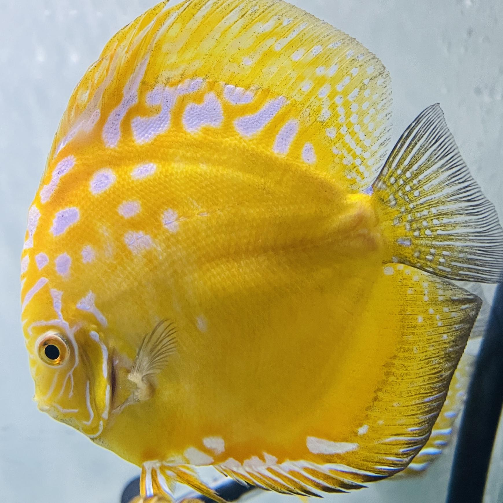 Discus for sale yellow-marlboro--discus-fish1