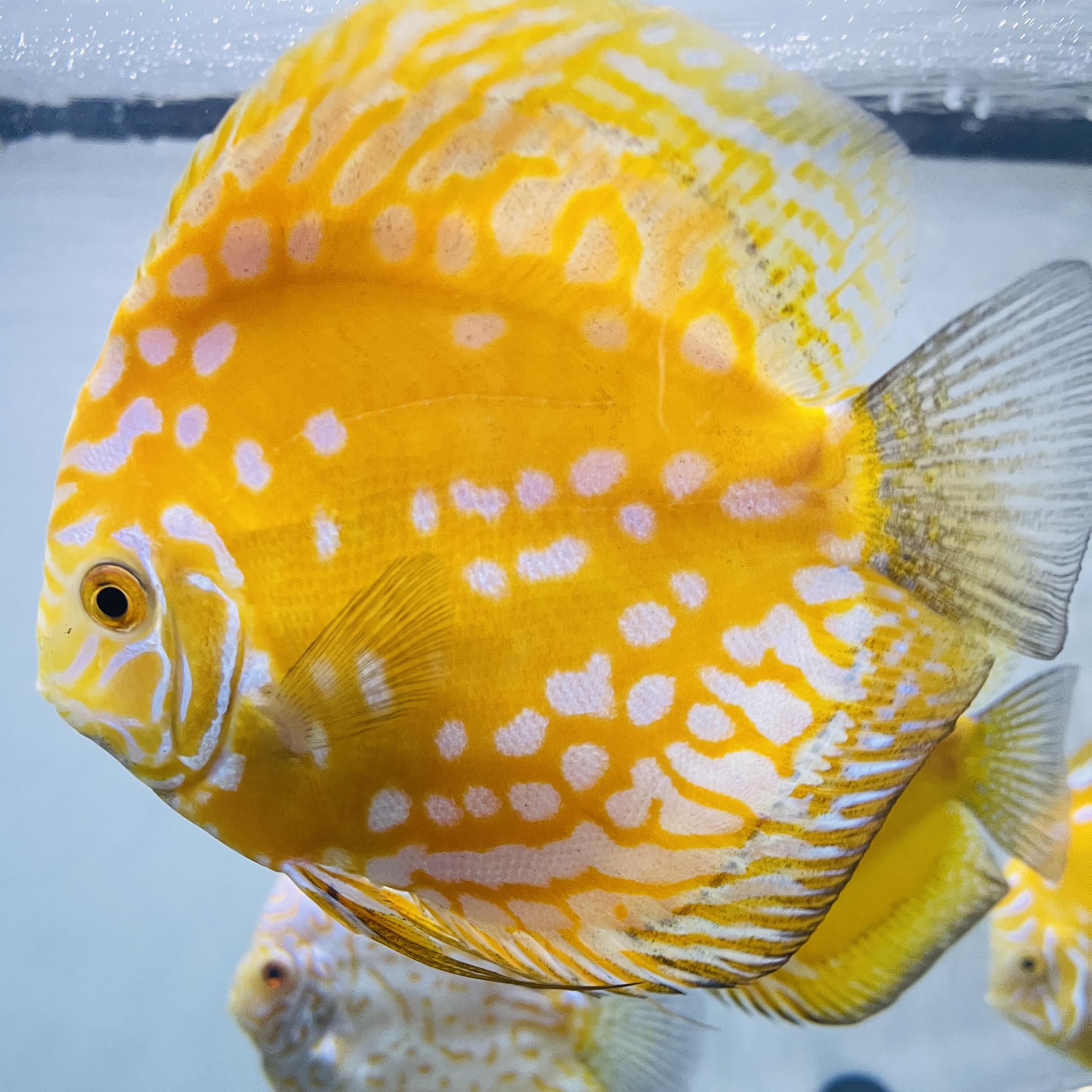 Discus for sale yellow-marlboro--discus-fish2