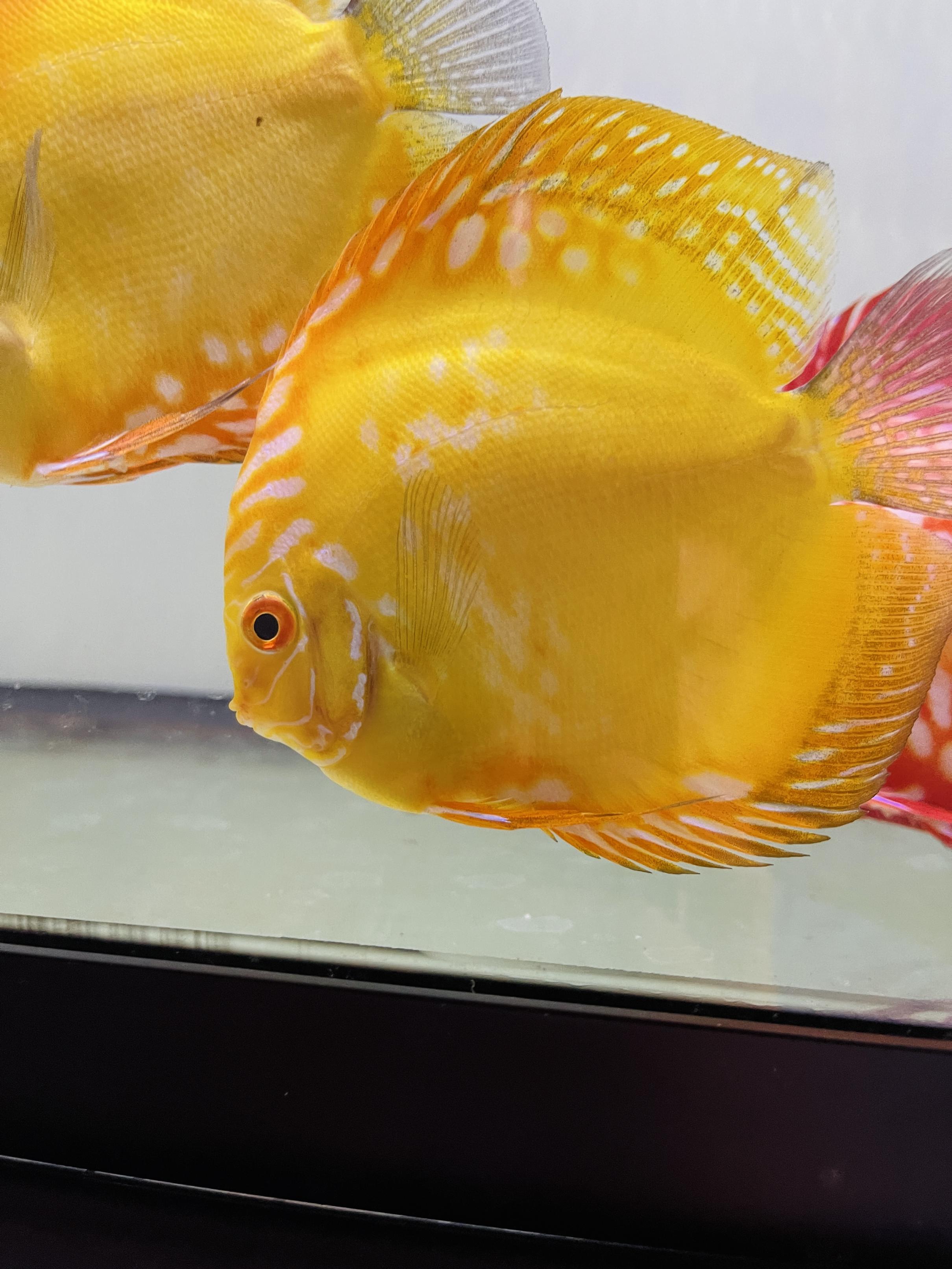 Discus for sale yellow-marlboro--discus-fish5