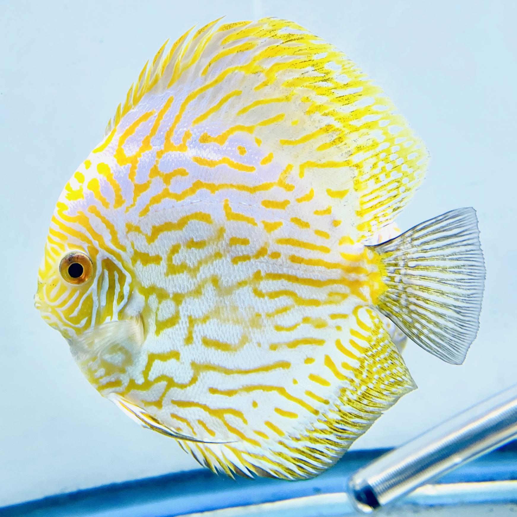 Discus for sale yellow-pigeon--discus-fish3