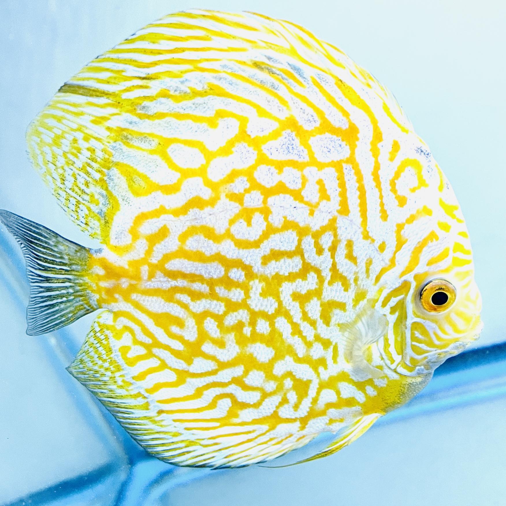 Discus for sale yellow-pigeon--discus-fish4