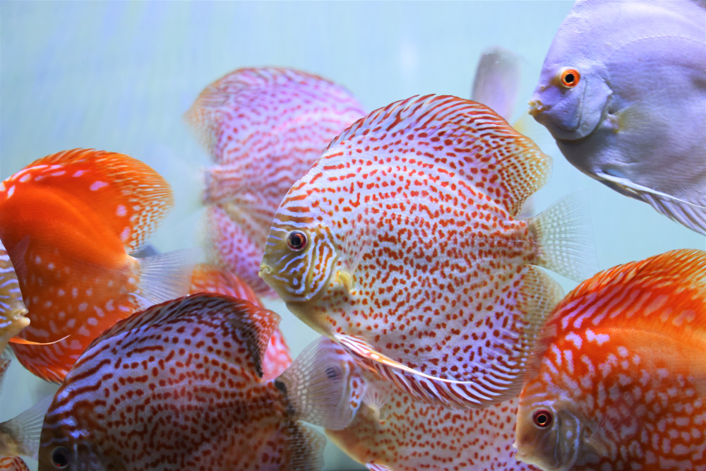 Discus for sale fire-ruby-leopard-discus-fish5