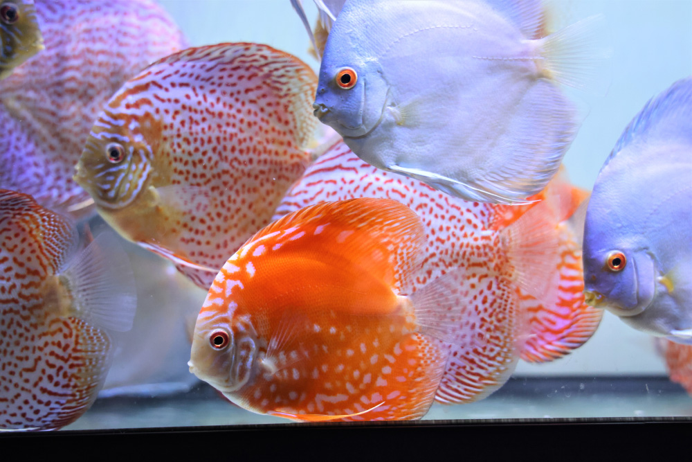 Discus for sale red-jaguar-discus-fish6