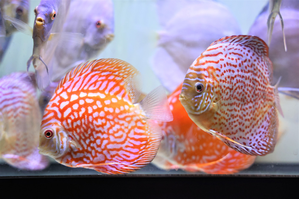 Discus for sale red-jaguar-fire-ruby-leopard-discus-fish11