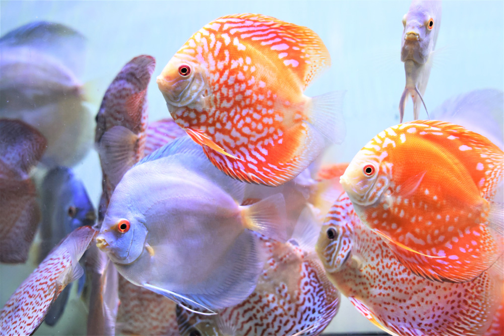 Discus for sale red-jaguar-super-angel-blue-diamond-discus-fish7