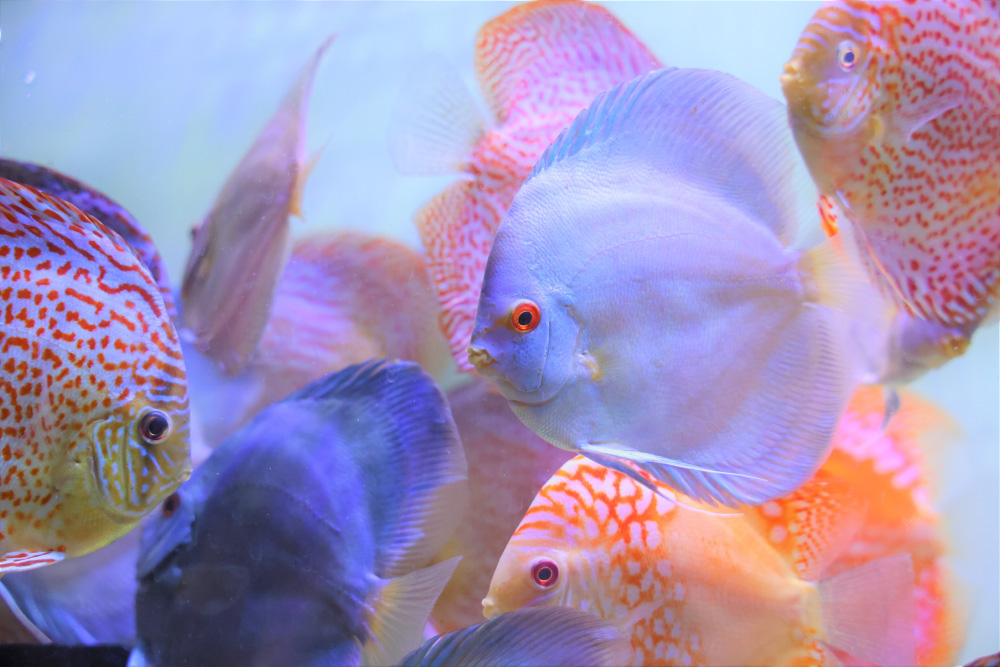 Discus for sale super-angel-blue-diamond-discus-fish1