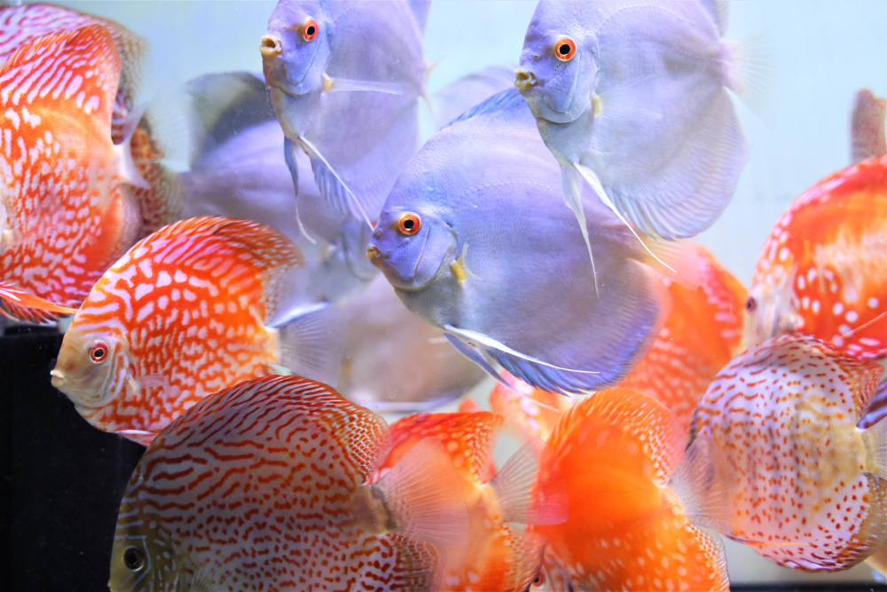 Discus for sale super-angel-blue-diamond-discus-fish10