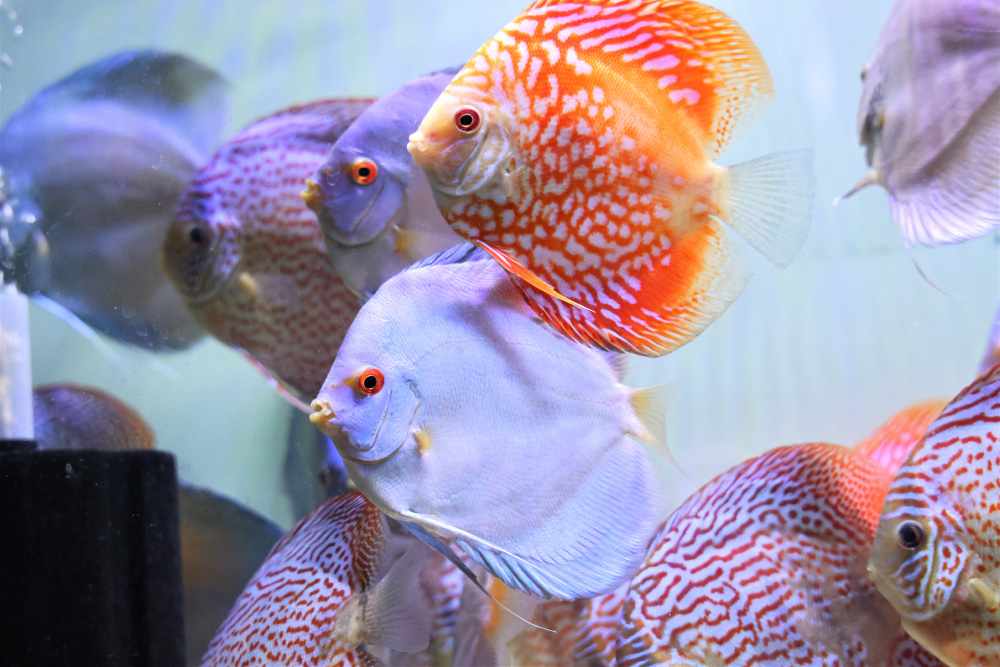 Discus for sale super-angel-blue-diamond-discus-fish8